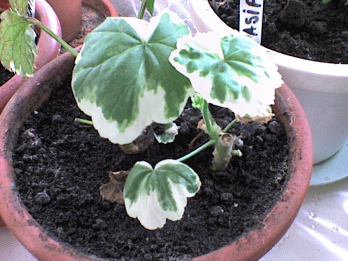 DSC00008 - plante 2008