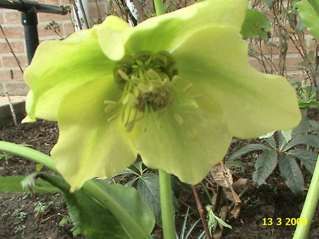 Helleborus Orientalis 13 mart 2009 (1) - Helleborus