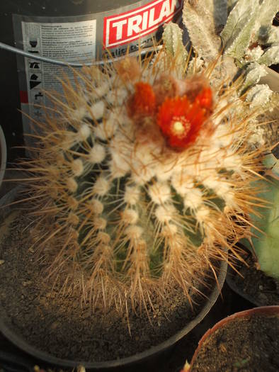 Parodia - colectia mea de cactusi