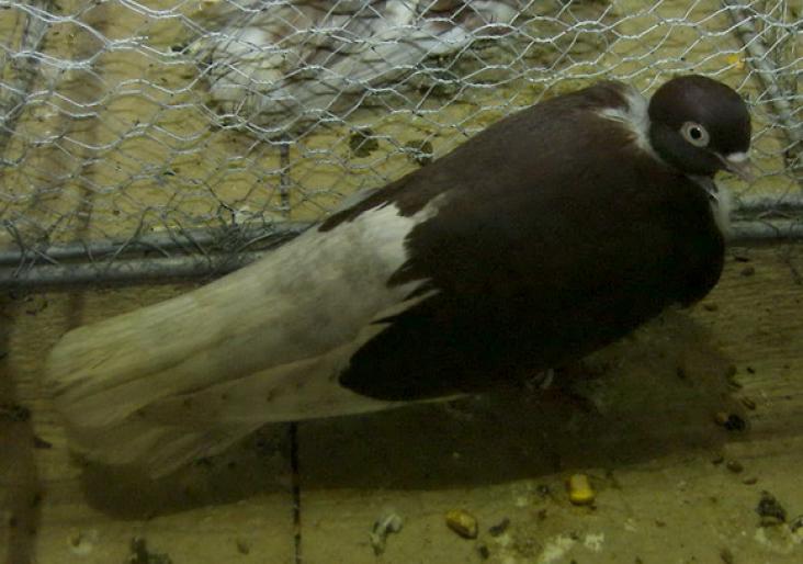 gat golas rosu 1 - 1501 Expo Timisoara 2006