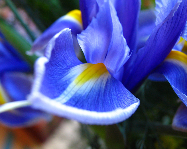 Floare de iris - Gradina din balcon