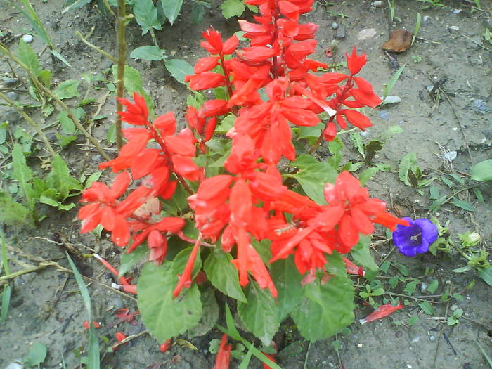 DSC00456 - salvia