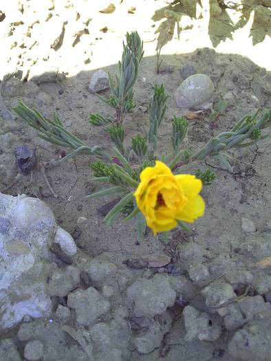 Portulaca