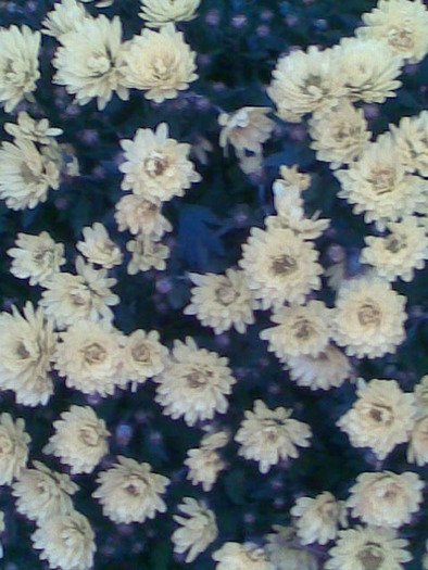 Imag121 - florile mele