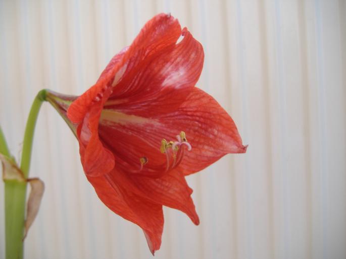 hippeastrum; fam. amaryllidaceae
