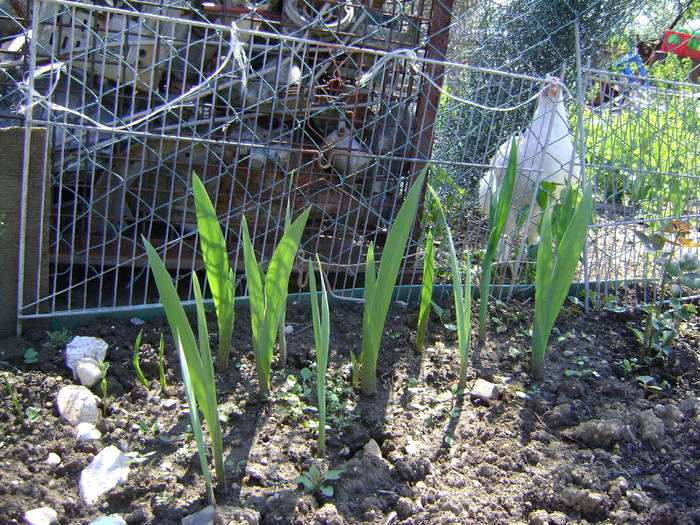 DSC00887 - gladiole