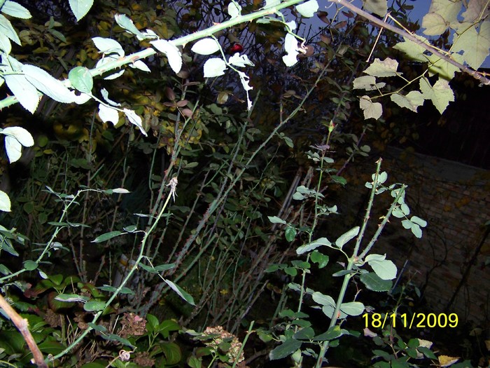 100_4698 - Toamna in curte  Timisoara