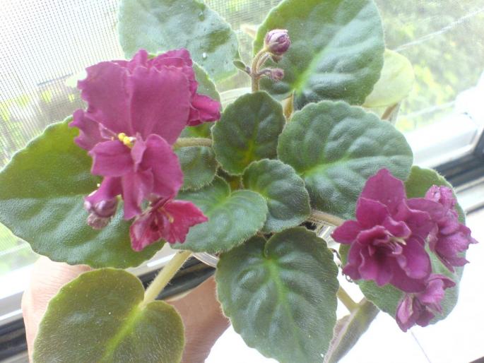 tomahawk.. - violete 2009