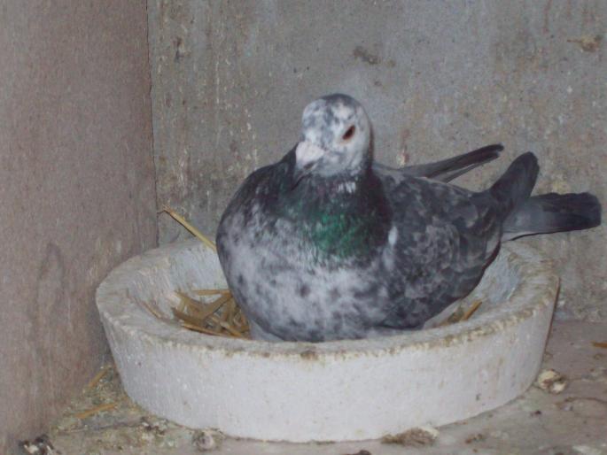 100_0067 - porumbei matca 2008