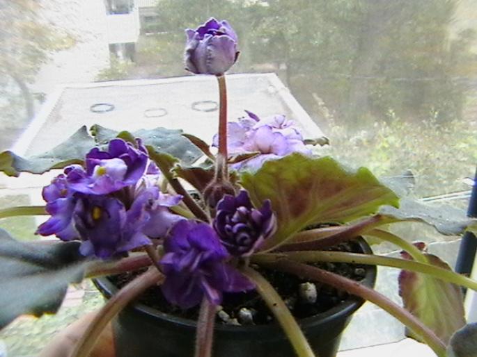 ciudatica - violete 2009