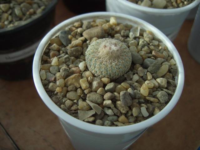 Epithelantha densispina - cactusi si  suculente 09