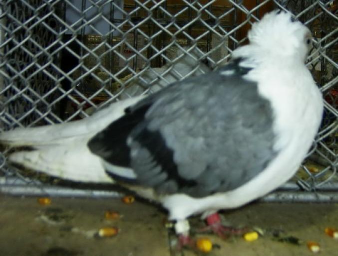 constanta 2 - 1501 Expo Timisoara 2006