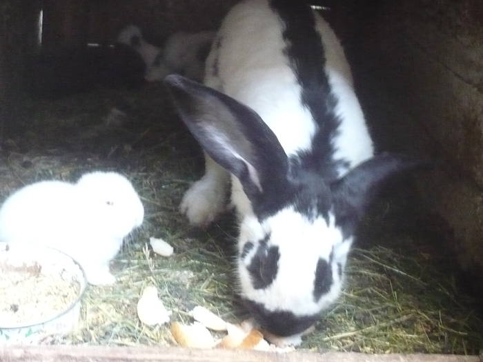 poze iepuri 2504 571 - femele cu pui din 1-10 iunie actuali
