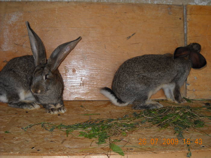 DSCN0298; Urias gri german F - 3 luni
