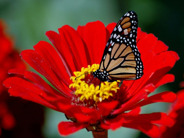 red-flower-black-butterfly - Butterfly