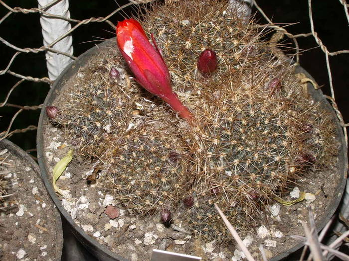 Rebutia kupperiana