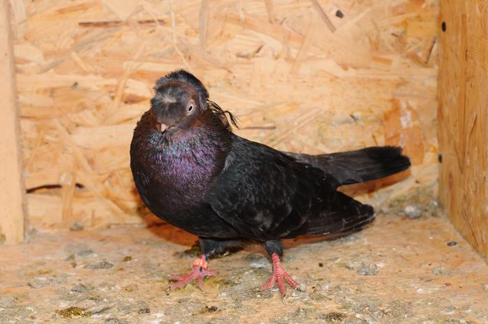 DSC_9842 - jucatori dublumotati calarasi 2008