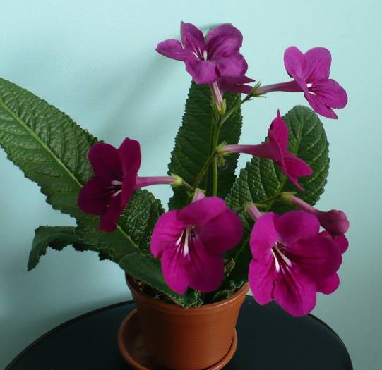 P1120820 - STREPTOCARPUSI