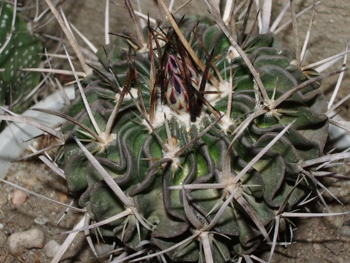 Echinofossulocactus
