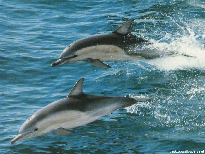 Delfini - Animale