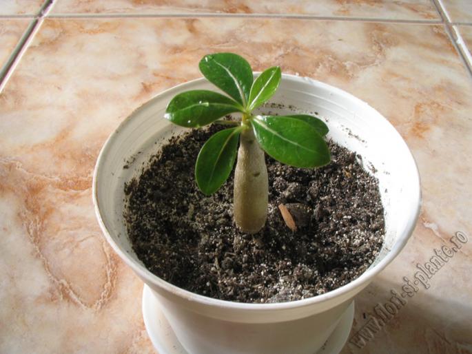 Adenium obesum 2