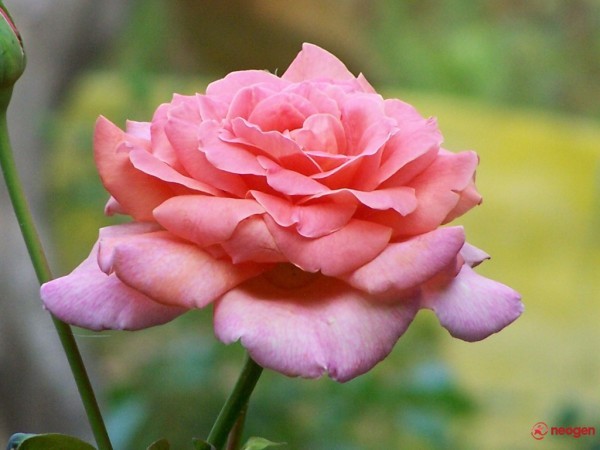 3aa9da4b_0050000972572_00_600 - Trandafiri roz