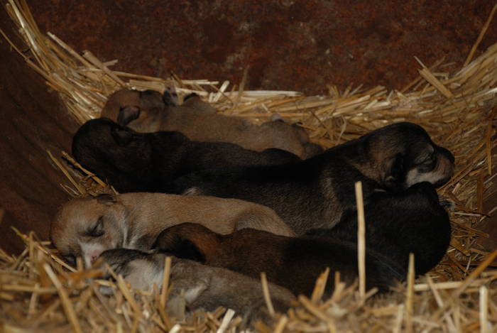  - ANIMALUTE