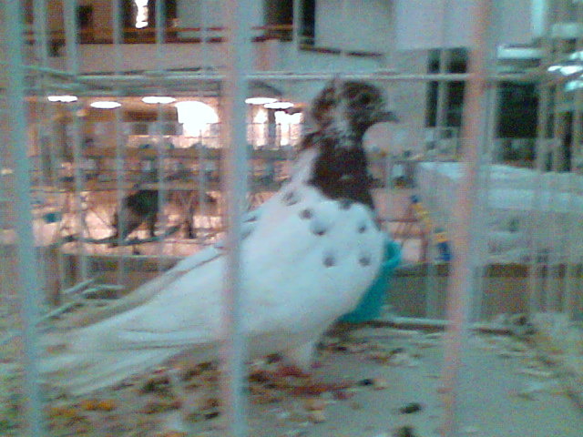 Imag029 - EXPO SATU MARE 2009