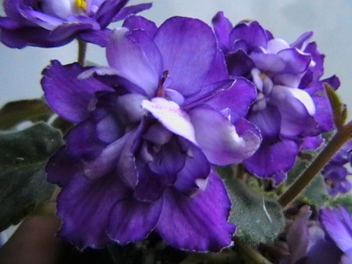 26.11 - violete 2009