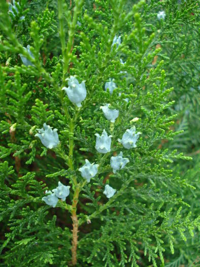 Thuja_Arborvitae (2009, May 13) - Thuja occidentalis_Arborvitae