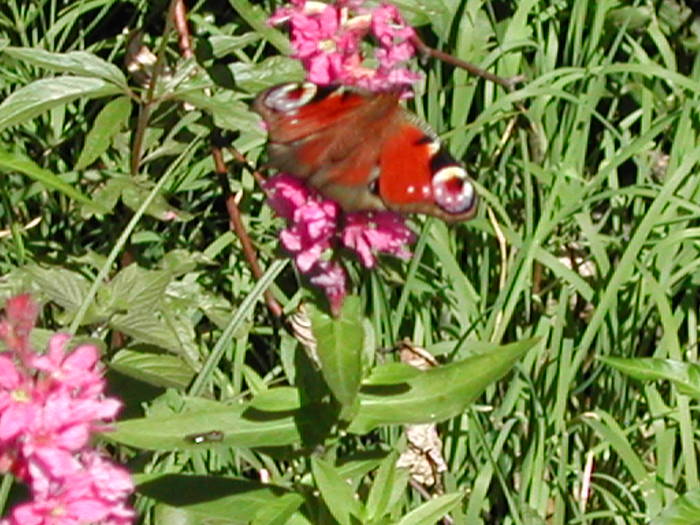 Picture 123 - Firiza