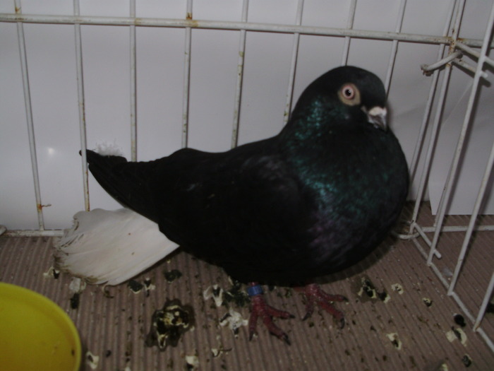 negru ca 1