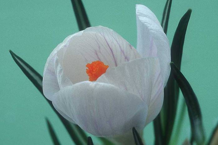 crocus_flower-k7