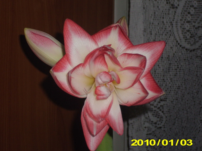 Flori 03.01.2010 006