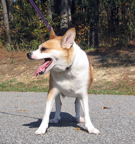 Lundehund  cea mai rara rasa de caine - Lundehund-cea mai rara rasa de caine