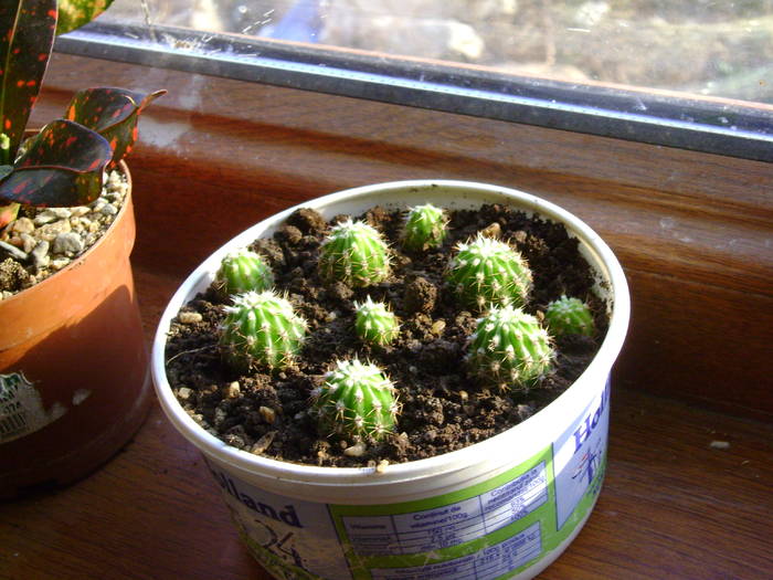 Echinopsis - catusi si suculente