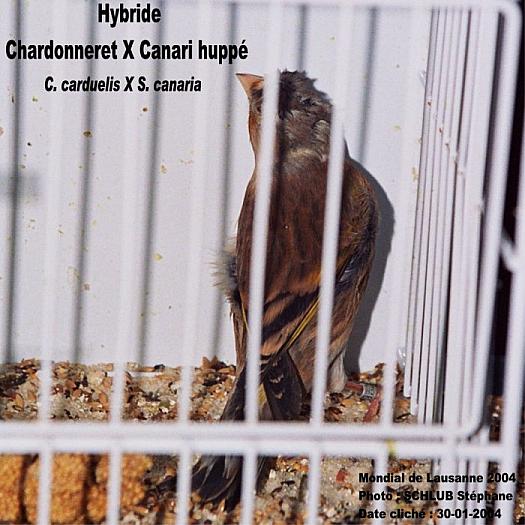 46hychrdt20x20canari20huppei25 - canari