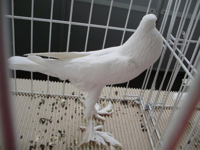 pigmy 1 - 1506 3 porumbei s