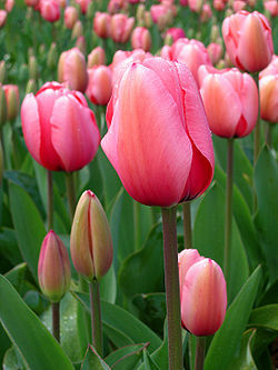 250px-Tulip_-_floriade_canberra - poze cu flori