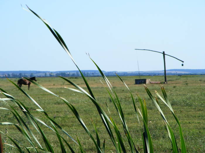 DSCF3798 - Tasnad iulie 2009