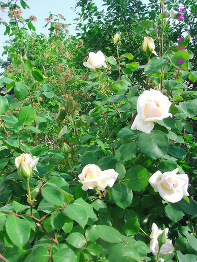 Trandafir alb - Trandafiri