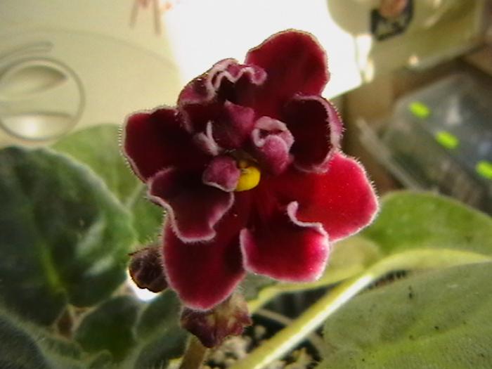 bob serbin1 - violete 2009