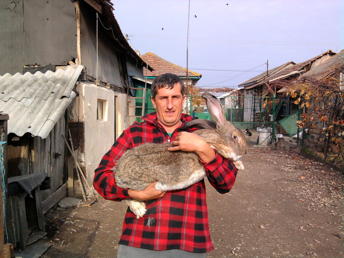 Fotografie0085 - de vanzare pui iepuri rasa urias belgian