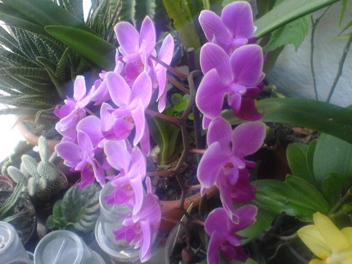 orhidee inflorita 26.05.08 - orhidee