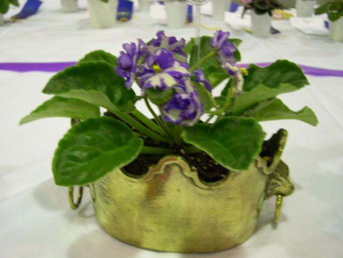 King_David_2005avsa - violete de pe net