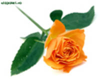 trandafir portocaliu - FlOrI fRuMoAsE