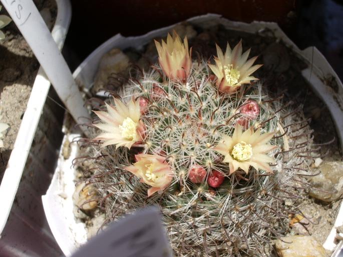 Mammillaria ( Cris )