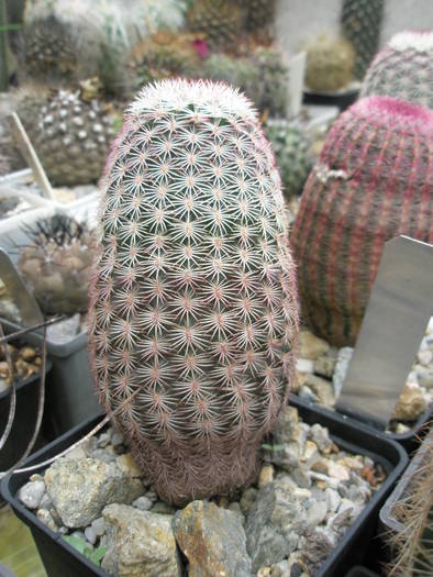 P6010078 - plantele lui George Nitu