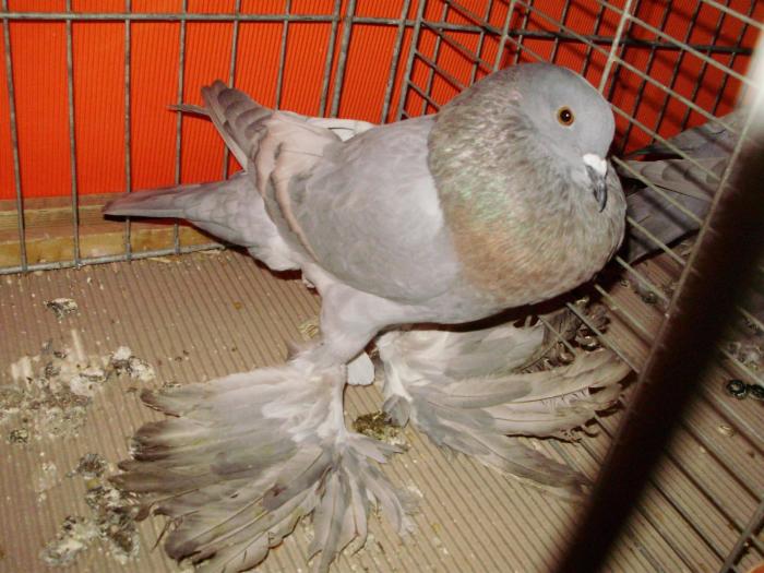 07921b gsaxon 0 - 1505 partea 5