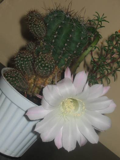 Echinopsis hb -  iulie 2009 - Cactusi